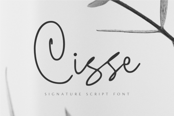Cisse: A Classy Script Font for Modern Web and Digital Design
